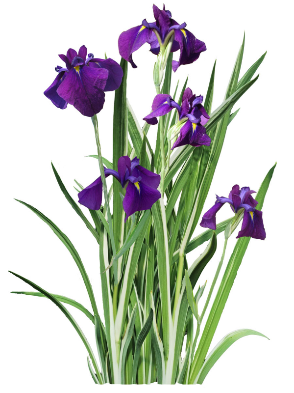 buntlaubige japanische Sumpfiris - Iris ensata variegata